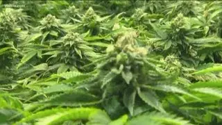 Thriving cannabis industry: Atlanta-based startup raises more than $2M