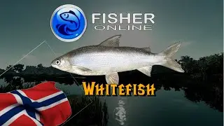 Fisher Online -- Odcinek na luzie -- Whitefish  -- Norway PL