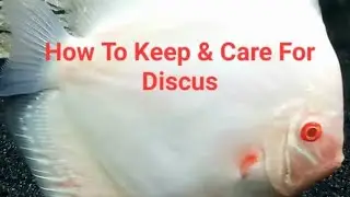 How to Care for & Keep Discus