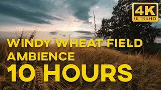 WINDY WHEAT FIELD AMBIENCE | SLEEP, STUDY, RELAX | 10 HOURS