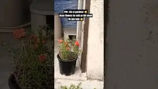 Story of Gardener 😀😀 #relatable #relatablecontent #gardening #funnyshorts