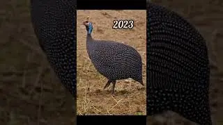2023 guineafowl and 5000bce guinea fowl ||Past animals ||#shorts #Trend #trend #new #evolution#today