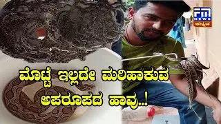 OMG! Rare Snake gave LIVE BIRTH | ಮೊಟ್ಟೆ ಇಲ್ಲದೇ ಮರಿಹಾಕುವ ಅಪರೂಪದ ಹಾವು | FM NEWS VIJAYAPUR
