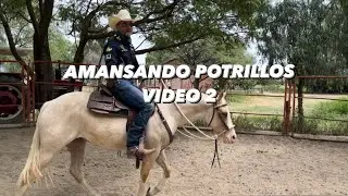 Amansando potrillos 🐎 video 2