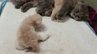 Day 17 ||kitten care ||deworming ✅|Eliff Elsa the persian cat