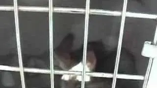 Coyote Release at the California Wildlife Center