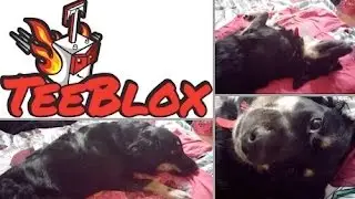 TeeBlox - October 2016 - Cartoons - Mario Bros. Item + Dog Tries To Steal Shirt