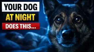 This Nighttime Dog Behavior Is Disturbing (But Totally Normal)