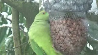 Backyard Beast #birds #garden #winte