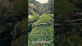 Two farmers are busy harvesting tea leaves in the green plantation.&nbsp; #smartfarming #farming