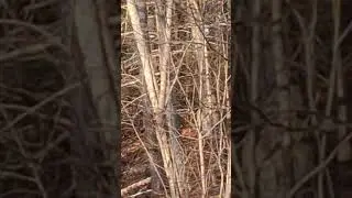 Grunting in a mature buck