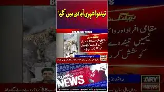 Leopard strays into residential area #leopard #wildlife #animals #breakingnews #arynews