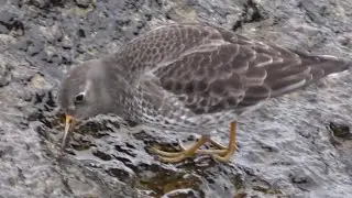 Paarse Strandloper     Zuidpier IJmuiden