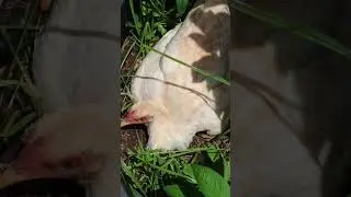 Ayam