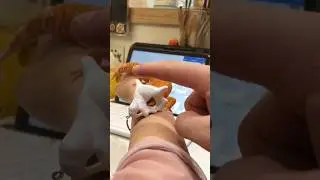 Tokek Gurun Pakai Topeng Cubone Pokemon Gecko Cubone Skull Mask Horn Karakara Funny Unique