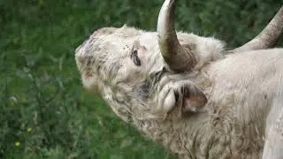 Chillingham Bull