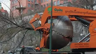 S&aring; f&aring;r tr&auml;den ett nytt hem