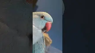 Live highlight🇲🇫&hearts;️🌹#shorts #shortsfeed #viral#talkingparot #channelpages #youtube charce