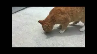 Cat eating Doritos