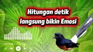 Gacor Permanen‼️ pake hitungan detik burung murai langsung emosi 