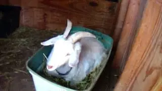 A walk a nap and a snack! (A Day with the Goats)