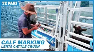 Calf Marking | Lenta Cattle Crush | Te Pari