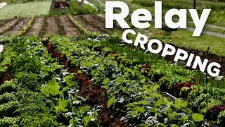 The Next Level of Interplanting