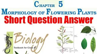 5. Morphology of Flowering Plants (Short Question Answer) | Class 11 NCERT Biology Textbook