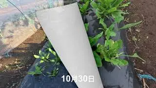 #agriVLOG #ほうれん草 #播種 #育成 #収穫