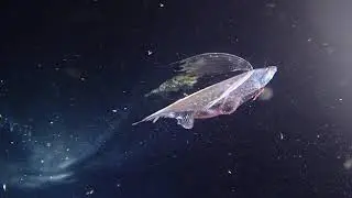 フリソデウオの登場です。2020.11.18