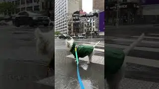 Wet puppy caught in New York spring shower