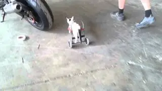 Carro con ruedas para gato, derbidson.