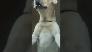 My territory😎#labrador #shorts #shortsvideo #viral #bob #doglover #puppylife #goa #home #music