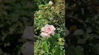 Meredith Rose Disease Resistant