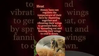 Nature's Master Alchemist: Surprising Secrets - Part 1 #facts #honeybees #beefacts #surprisingfacts