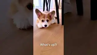 Welcome Neli The Corgi to Your New Home!