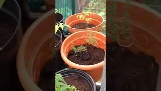 #275 The journey of a forgotten garden - The Greenhouse - June 2024