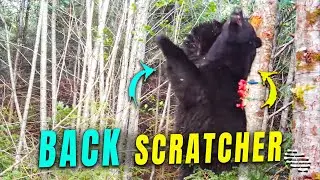 Large Black Bear Scratching Its Back Against a Tree