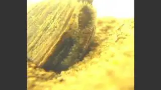 Freshwater Mussel TV - Carolina creekshell (Villosa vaughaniana) mantle lure display