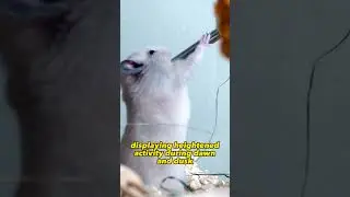 Hamster | Nature | Pet 😍 | untamed insights