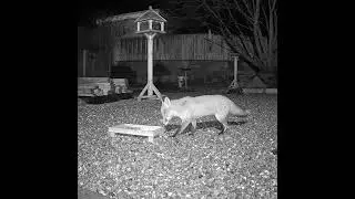 Wild fox in the garden at night