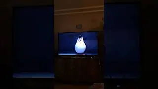 Come on Penguin 🐧 in Madagascar 🇲🇬