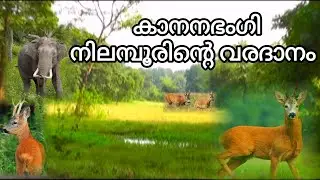 നിലബൂരും കാനനഭംഗിയും|Nedumkayam | Nilambur  | History |NILAMBUR SALEEM