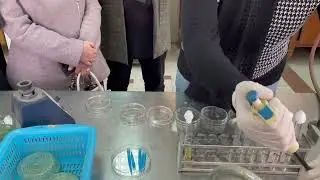 Pour Plate Method (Part 2) #Colony #count
