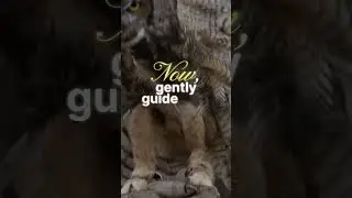 Bird Somersault Skills Revealed