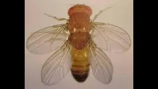 Mutated Four-Winged Fruit Flies Disproved. Dr. Jonathan Wells. Creation Evidence.