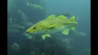 Gadus morhua:  methods of assessing population size and dynamics (a critical review)
