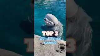 Top 3 animals weird sounds#USA #AmericanLife #USTrending