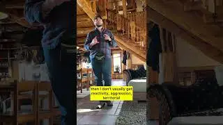 Keeping Dog Training Simple: Intentions, Expectations, Equipment