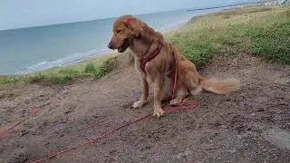 Walk with me! To a second world war site #walkwithme #secondworldwar #bunker #hirtshals